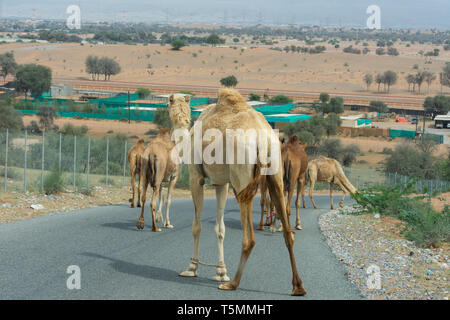 Camel Crossing: Beware of loose camels near the camel race track as they walk everywhere by near cars and down the side of the road. Stock Photo