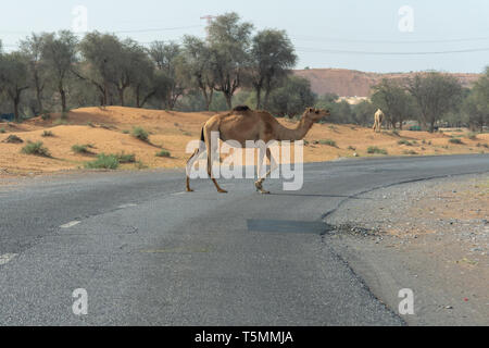 Camel Crossing: Beware of loose camels near the camel race track as they walk everywhere by near cars and down the side of the road. Stock Photo