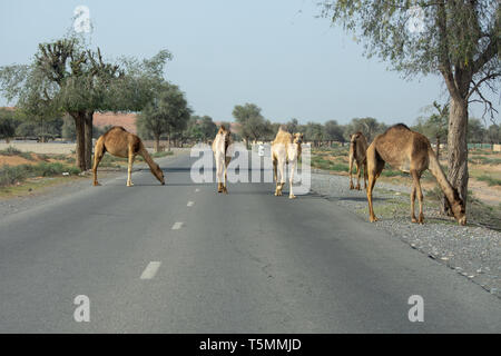 Camel Crossing: Beware of loose camels near the camel race track as they walk everywhere by near cars and down the side of the road. Stock Photo