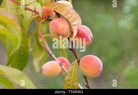 Sweet peach fruit growing on a peach tree branch in a summer garden Stock Photo