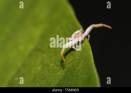 A ferocious white crab spider, Misumena vatia, in a defensive mood. Stock Photo