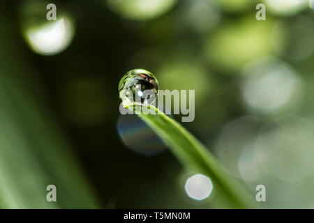 A raindrop resting on a single blade of grass as if the grass is delivering a gift Stock Photo