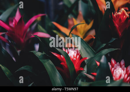 Beautiful bromelia flowers. Great natural spring background Stock Photo