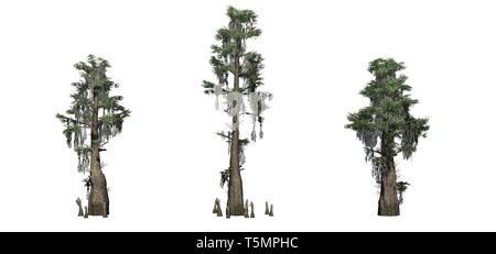 Set of Bald Cypress trees - isolated on a white background Stock Photo