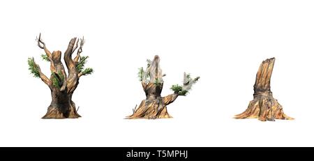 Set of Bristlecone Pine trees - isolated on a white background Stock Photo