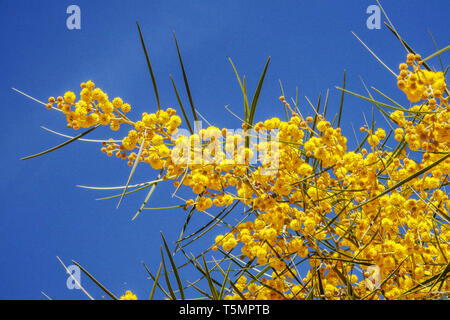 Creeping Wattle, Acacia saligna flower Stock Photo