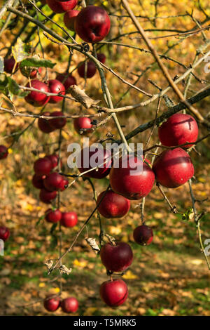 Ripe apples in an orchard in southern Germany Stock Photo
