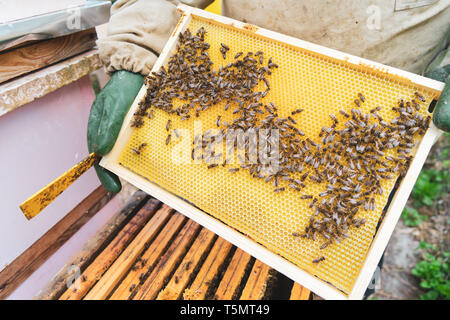 The beekeeper supervises the reconstruction of the wax foundation by the bees. Stock Photo
