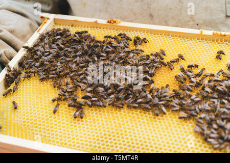 The beekeeper supervises the reconstruction of the wax foundation by the bees. Queen is present Stock Photo