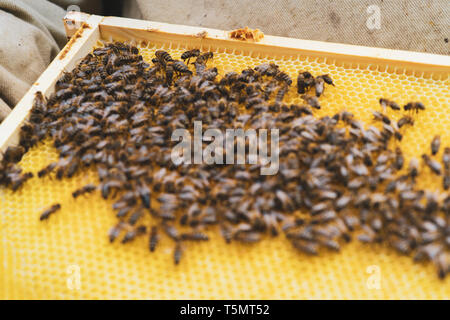 The beekeeper supervises the reconstruction of the wax foundation by the bees. Copy space on blurred area Stock Photo