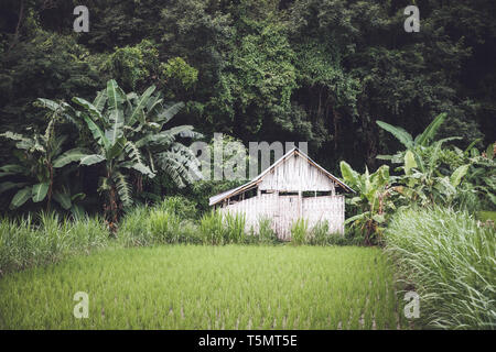 Small white bamboo hut between a rice field and the jungle in Bali, Indonesia Stock Photo