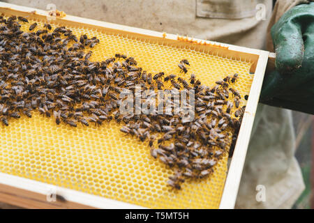 The beekeeper supervises the reconstruction of the wax foundation by the bees. Stock Photo