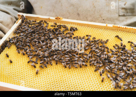 The beekeeper supervises the reconstruction of the wax foundation by the bees. Stock Photo