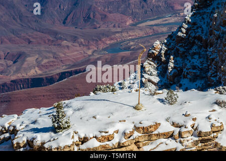 Grand Canyon in winter. View of snow covered mesa with small trees and solitary yucca plant. Red rock and  Colorado river below in the background. Stock Photo