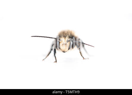 Male Mason Bee  (Osmia lignaria) - front view on a white background Stock Photo