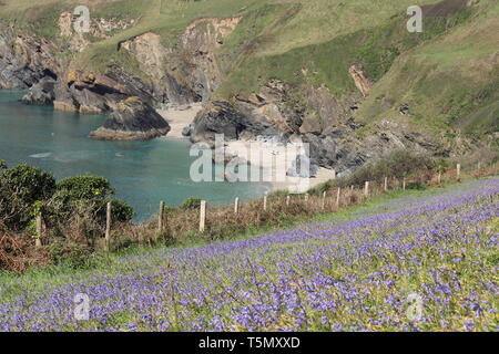 Spring in Cornwall . A field of bluebells overlook Lantic beach near Polruan in north east Cormwall. Stock Photo