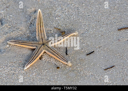 Starfish on the beach Stock Photo