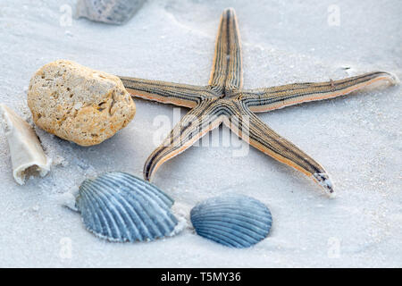 Seashells and starfish on the beach Stock Photo