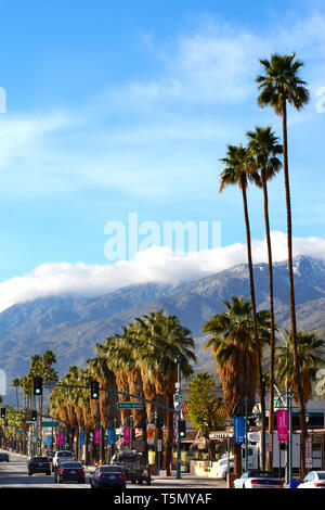 Palm Trees in downtown Palm Springs, California USA Stock Photo