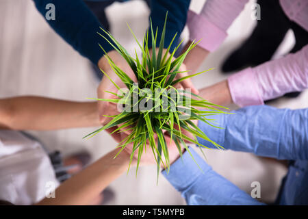 Group Of Businesspeople Hands Holding Green Potted Plant Stock Photo