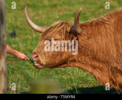 Female hand feeding bull with fresh grass in green pasture on sunny summer afternoon in Finland. Stock Photo