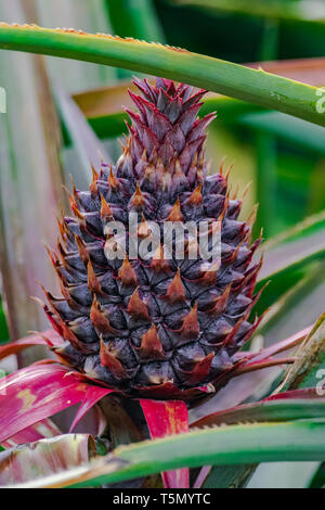 Pineapple growing on plant (ananas comosus) with green leaves Stock Photo