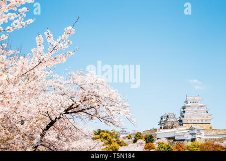 Himeji Castle with spring cherry blossoms in Japan Stock Photo