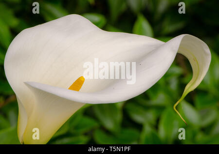 Calla lily (Calla Palustria) at Shore Acres State Park in Oregon Stock Photo