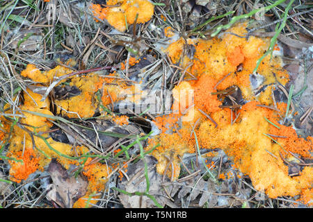 Orance cup fungus, Thelebolus terrestris, a species of fungi growing only on well-rotted deer droppings among plant debris. Stock Photo