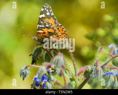 Closeup of a painted lady butterfly with its wings partly open perched on a blue borage plant in bloom. Stock Photo