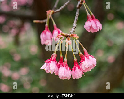 Early cherry blossom in Kitanomaru Park, Tokyo, Japan. Stock Photo