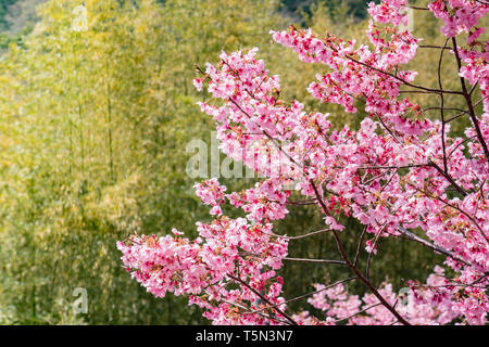Cherry Blossom against a background of bamboo at Katahara Shrine, Gamagori, Japan