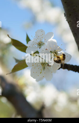 A tree full of cherry blossoms and insects: Springtime in Germany Stock Photo