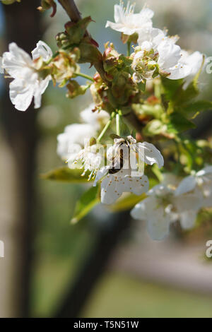 A tree full of cherry blossoms and insects: Springtime in Germany Stock Photo