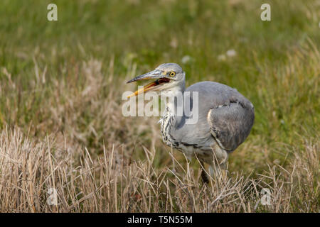 Grey Heron swallowing a fish Stock Photo