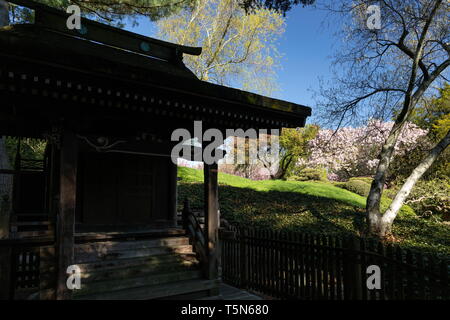 Shinto shrine and cherry blossoms at the Japanese Hill-and-Pond Garden in Brooklyn Botanic Garden in Brooklyn, New York on April 24, 2019. Stock Photo