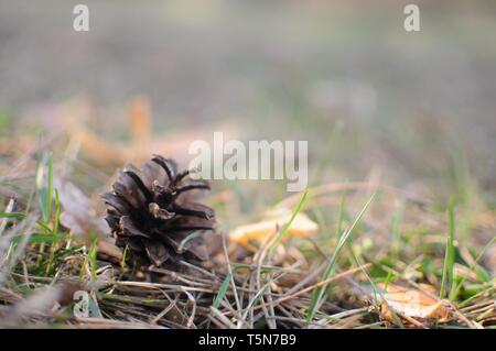 Pine cone lie on fallen needles Stock Photo