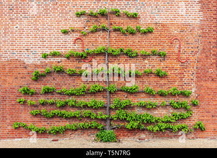 Espaliered pear tree. Stock Photo
