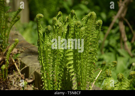 center view the fronds of an ostrich fern plant, matteuccia struthiopteris or fiddlehead fern also called shuttlecock fern in the spring sun with shad Stock Photo