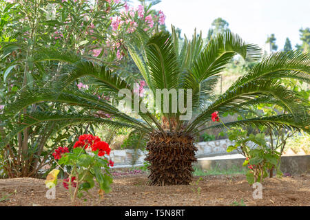 Small palm tree and flawers in a exotic garden, popular plants for decorating and creating exotic gardens Stock Photo