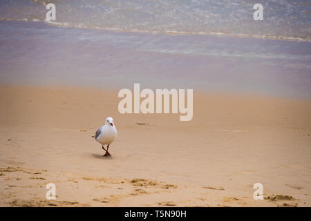 seagull walking on the beach near water edge Stock Photo