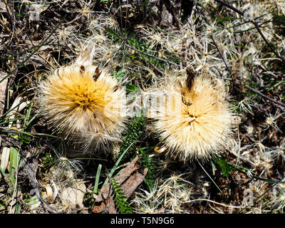 dry blossom flower of Carlina. Carlina is a genus of flowering plants in the aster family, Asteraceae. Stock Photo