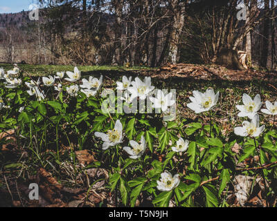 Early spring white flowers on a mountain meadow. Anemone is a genus of about 200 species of flowering plants in the family Ranunculaceae. Wood Anemone