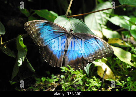 A close up of a gorgeous wild iridescent Blue Morpho butterfly. Photographed in Costa Rica Stock Photo