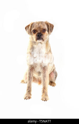 Portrait from a Mixed Breed Dog - isolated Stock Photo