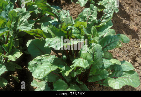 BEETROOT (BETA VULGARIS) ALSO KNOWN AS ROOT BEET, TABLE BEET OR GARDEN BEET GROWING IN A KITCHEN GARDEN, AUSTRALIA. Stock Photo