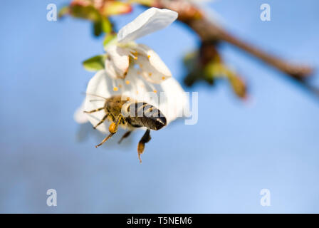 A Bee hovering while collecting pollen. Hairs on Bee are covered in pollen as are it's legs Stock Photo