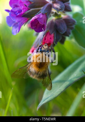 bumblebee finding nectar on a flower Stock Photo - Alamy