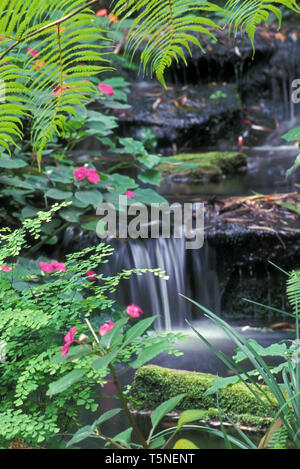 SMALL RUNNING WATERFALL SURROUNDED BY IMPATIENS AND FERNS (MAIDENHAIR) IN A RAINFOREST GARDEN, SYDNEY, NEW SOUTH WALES, AUSTRALIA. Stock Photo