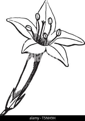 cypress flower drawing